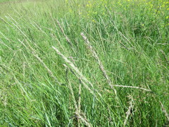 Leymus chinensis