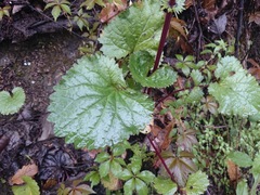 Packera coahuilensis