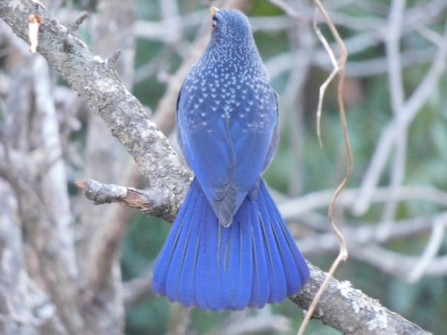 Blue Whistling Thrush (Myophonus caeruleus), photo 9