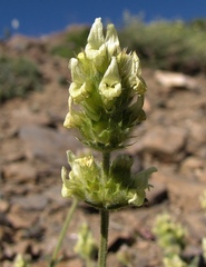 Sideritis glacialis