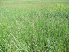 Leymus chinensis
