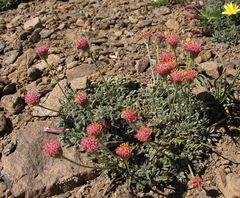 Jacobaea boissieri