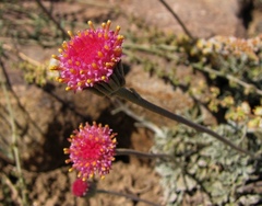 Jacobaea boissieri