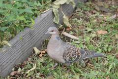 Streptopelia orientalis