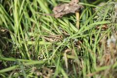 Chorthippus maritimus maritimus