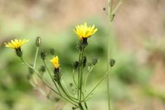 Picris japonica