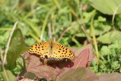 Argynnis hyperbius