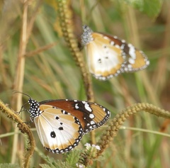 Danaus chrysippus