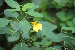 Impatiens noli-tangere