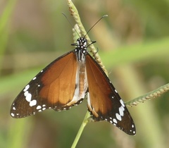 Danaus chrysippus