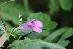 Impatiens textorii