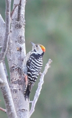Dendrocoptes auriceps