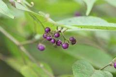 Callicarpa mollis