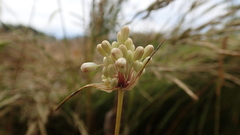 Allium pallens
