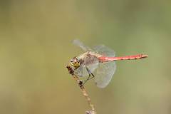 Sympetrum frequens