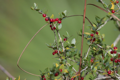 Ilex vomitoria image