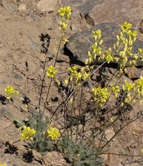 Biscutella glacialis