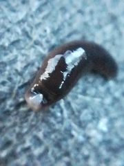 Rhynchodemus sylvaticus