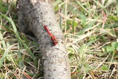Sympetrum darwinianum