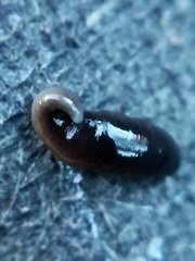 Rhynchodemus sylvaticus