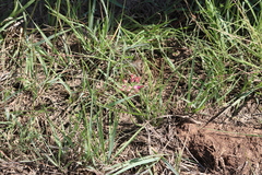 Allium drummondii