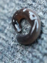 Rhynchodemus sylvaticus