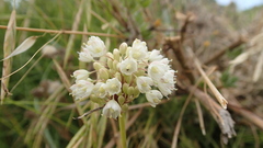 Allium pallens