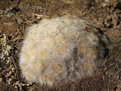 Mammillaria glassii