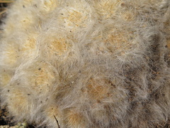 Mammillaria glassii