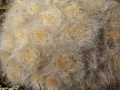 Mammillaria glassii