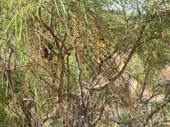 Pendulous Plocama (Plocama pendula)