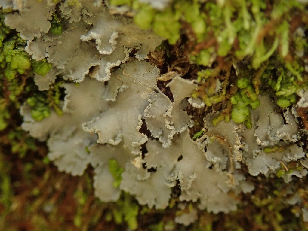 Fuscoderma