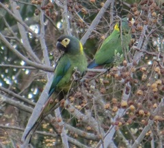 Primolius auricollis