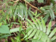 Zeuxippa formosa