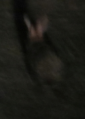 Sylvilagus brasiliensis