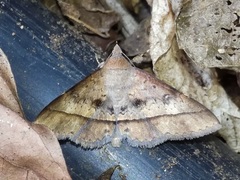 Hypospila