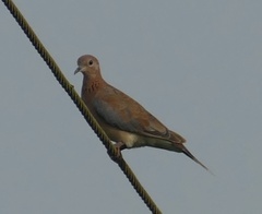 Streptopelia senegalensis