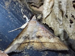 Hypospila