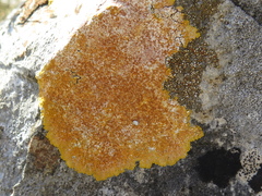 Caloplaca eugyra