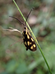 Zeuxippa formosa