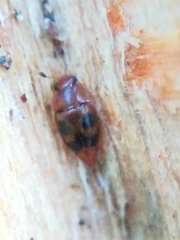 Epuraea ocularis