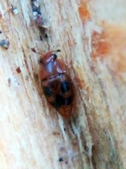 Epuraea ocularis