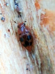 Epuraea ocularis