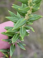 Phylica propinqua