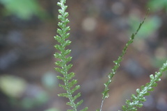 Trichomanes killipii