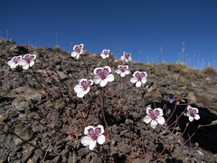 Erodium cheilanthifolium