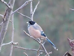 Garrulus lanceolatus