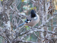 Garrulus lanceolatus