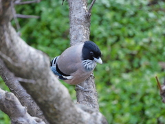 Garrulus lanceolatus