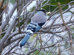 Garrulus lanceolatus